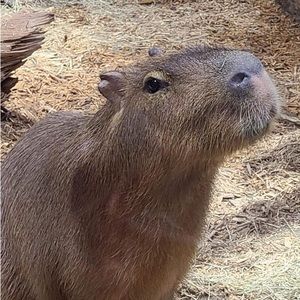 Meet your Posher, Simon